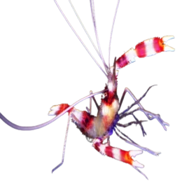 Banded Coral Shrimp