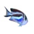 Bellus Angelfish (Genicanthus Bellus)