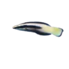 Bicolor cleaner wrasse (Labroides bicolor)