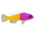 Bicolor Dottyback