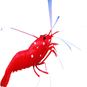 Blood Red Fire Shrimp