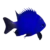 Blue Sapphire Damselfish (Chrysiptera cf. springeri)