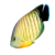 Red Stripe Angelfish (Centropyge eibli)