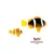 Clarkii Clownfish (Amphiprion clarkii)