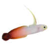 Fire Gobyfish (Nemateleotris magnifica)