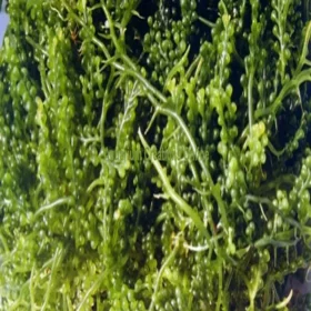 Grape Caulerpa Algae