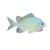 Blue-Green Chromis (Chromis viridis)