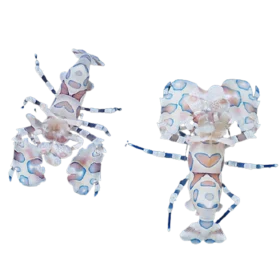 Harlequin Shrimp