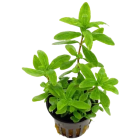 Hygrophila polysperma “green”