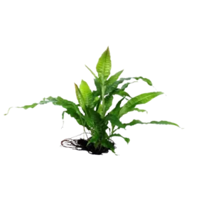 Microsorum pteropus ' Java Fern'