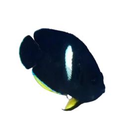 Keyhole Angelfish (Centropyge tibicin)