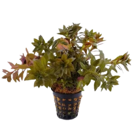 Limnophila Aromatica Mini