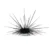Long spine Urchin, Black (Diadema setosum)