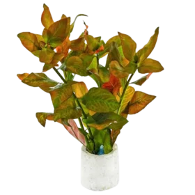 Ludwigia Atlantis Dark Orange