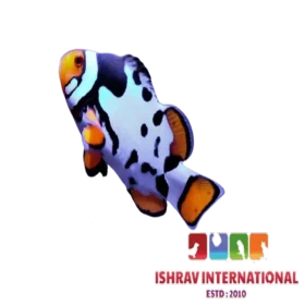 Nebula Clown Fish