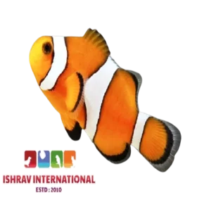 Orange_Percula_Clown_Fish