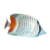 Pearlscale-Butterflyfish-Chaetodon-xanthurus