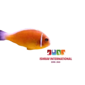 Pink_Skunk_Clown_Fish-500x500-1