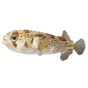 Porcupine_Puffer