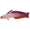 Purple Fire Gobyfish