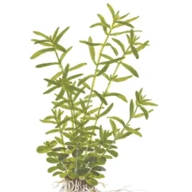 Rotala Rotundifolia - Green