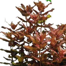 Rotala Macrandra (Pink)