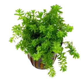 Rotala_Nanjenshan