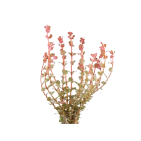 Rotala Rotundifolia - hi Red