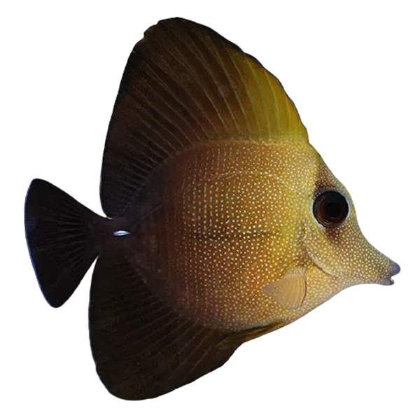 Scopas Tang (Zebrasoma scopas)