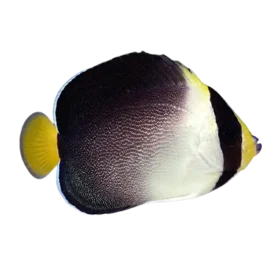 Singapore Angelfish (Chaetodontoplus mesoleucus)