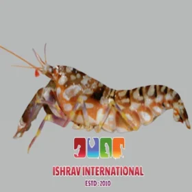 Tiger Pistol Shrimp