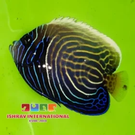 Emperor Angel Semi Adult Fish