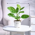 Green Monstera Peru Plant - Image 2