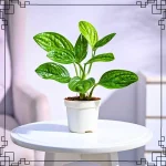 Green Monstera Peru Plant