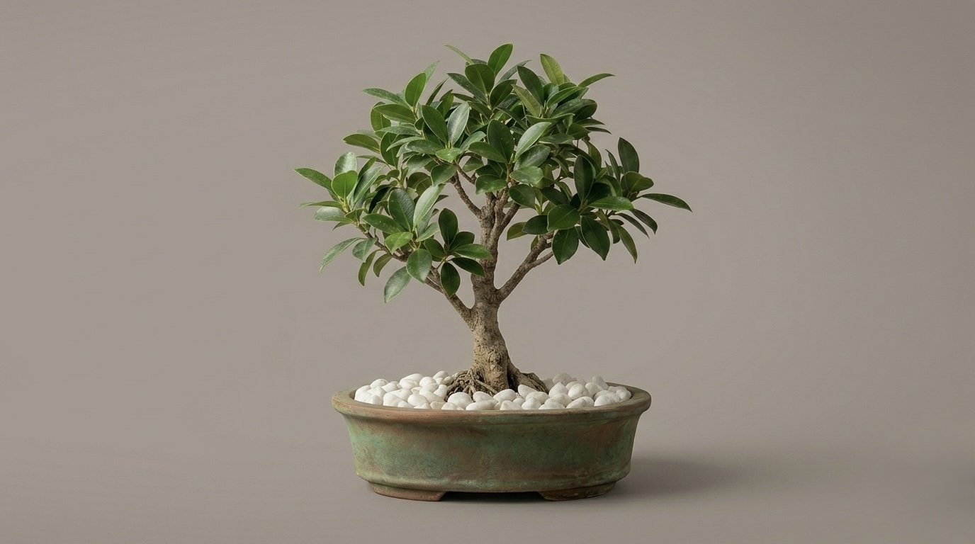 IMG_1812 Ginseng Ficus Bonsai Tree – Premium Live Desktop Planter - Image 1