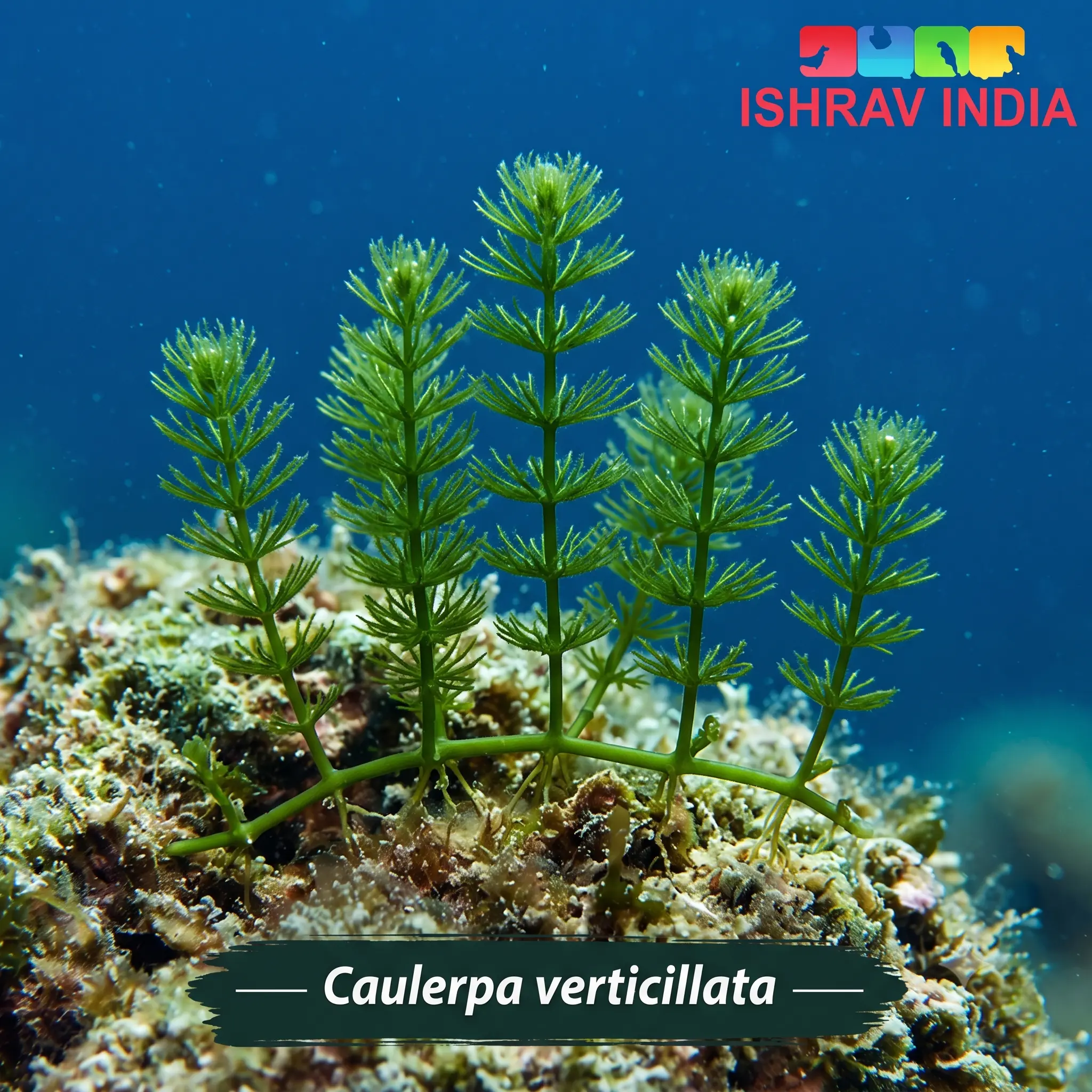 Caulerpa verticillata Caulerpa verticillata marine macroalgae for a saltwater aquarium