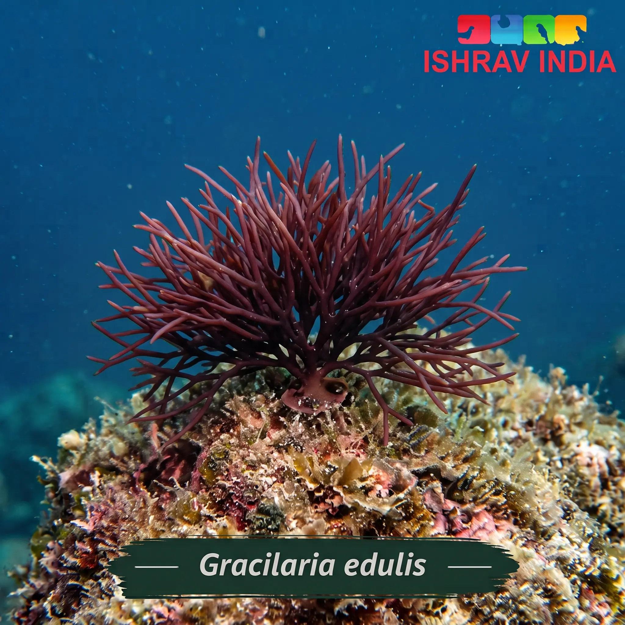 Gracilaria edulis Gracilaria edulis marine macroalgae for a saltwater aquarium