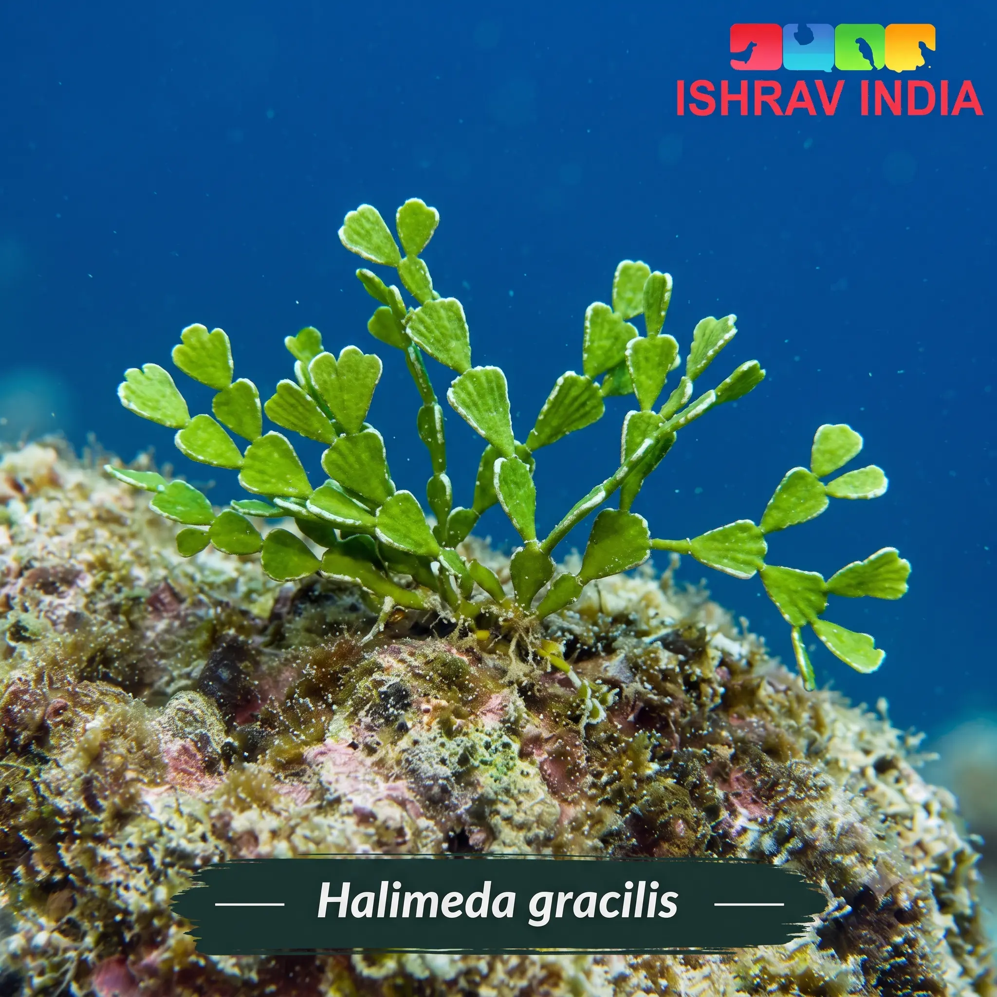 Halimeda gracilis Halimeda gracilis marine macroalgae for a saltwater aquarium
