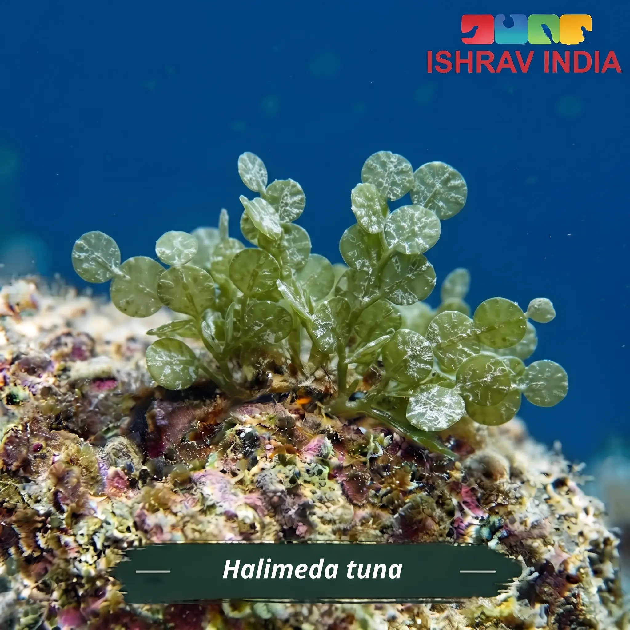 Halimeda tuna Halimeda tuna marine macroalgae for a saltwater aquarium