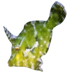 Aiptasia Eating Filefish (Acreichthys tomentosus)