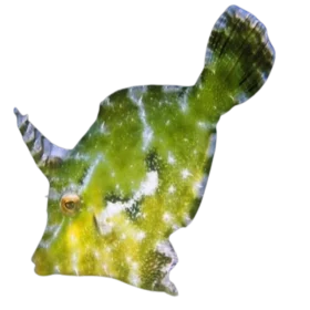 Aiptasia Eating Filefish (Acreichthys tomentosus)