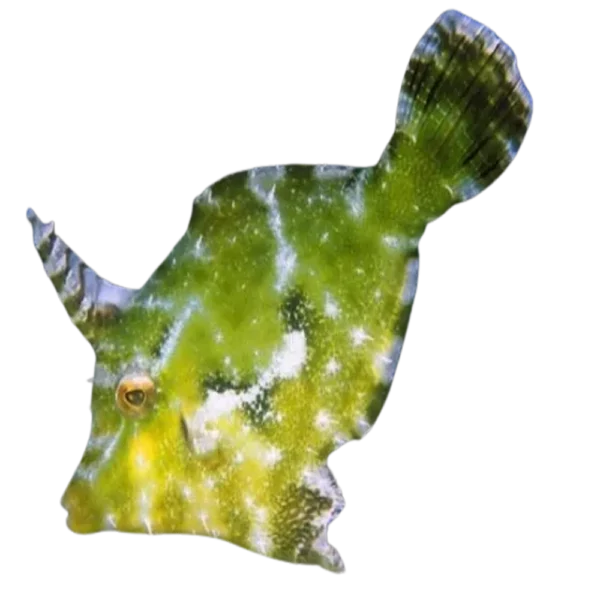 Aiptasia Eating Filefish (Acreichthys tomentosus)
