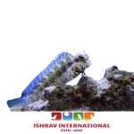 Lawnmower Blenny