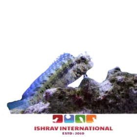 Lawnmower Blenny