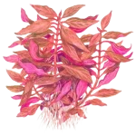 Alternanthera Reineckii "Rosanervig"