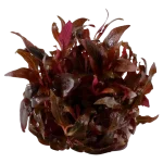 Alternanthera reineckii 'mini'