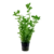 Bacopa Caroliniana