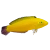 Banana_Wrasse