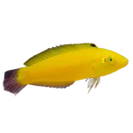 Banana_Wrasse