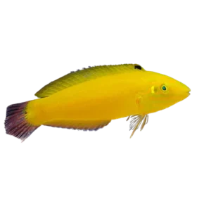 Banana_Wrasse